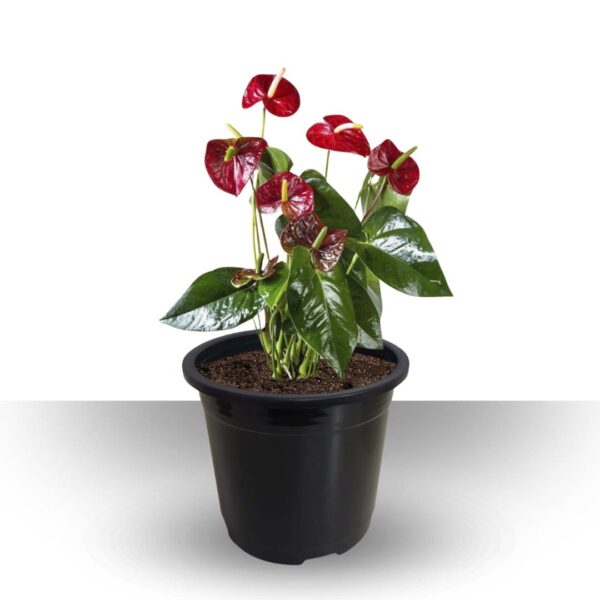 Anthurium brown