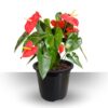 Anthurium red