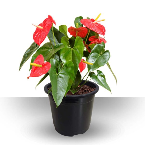 Anthurium red