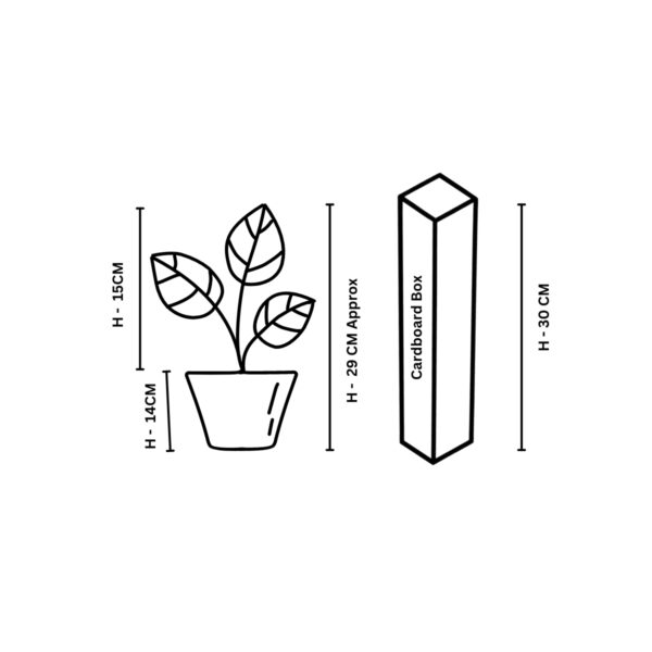 Plant dimension 14 cm normal plants